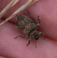 Brachypera zoilus