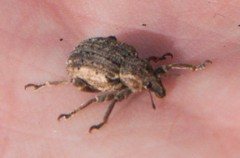 Brachypera zoilus