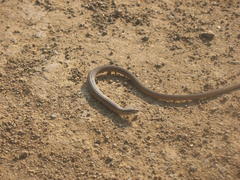 Tetradactylus africanus