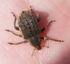 Brachypera zoilus