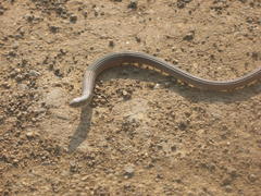 Tetradactylus africanus
