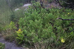 Arctotis aspera aspera