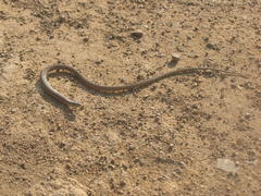 Tetradactylus africanus