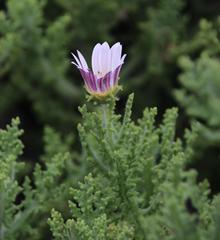 Arctotis aspera aspera