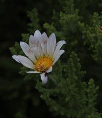 Arctotis aspera aspera