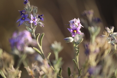 Halgania solanacea