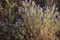 Halgania solanacea