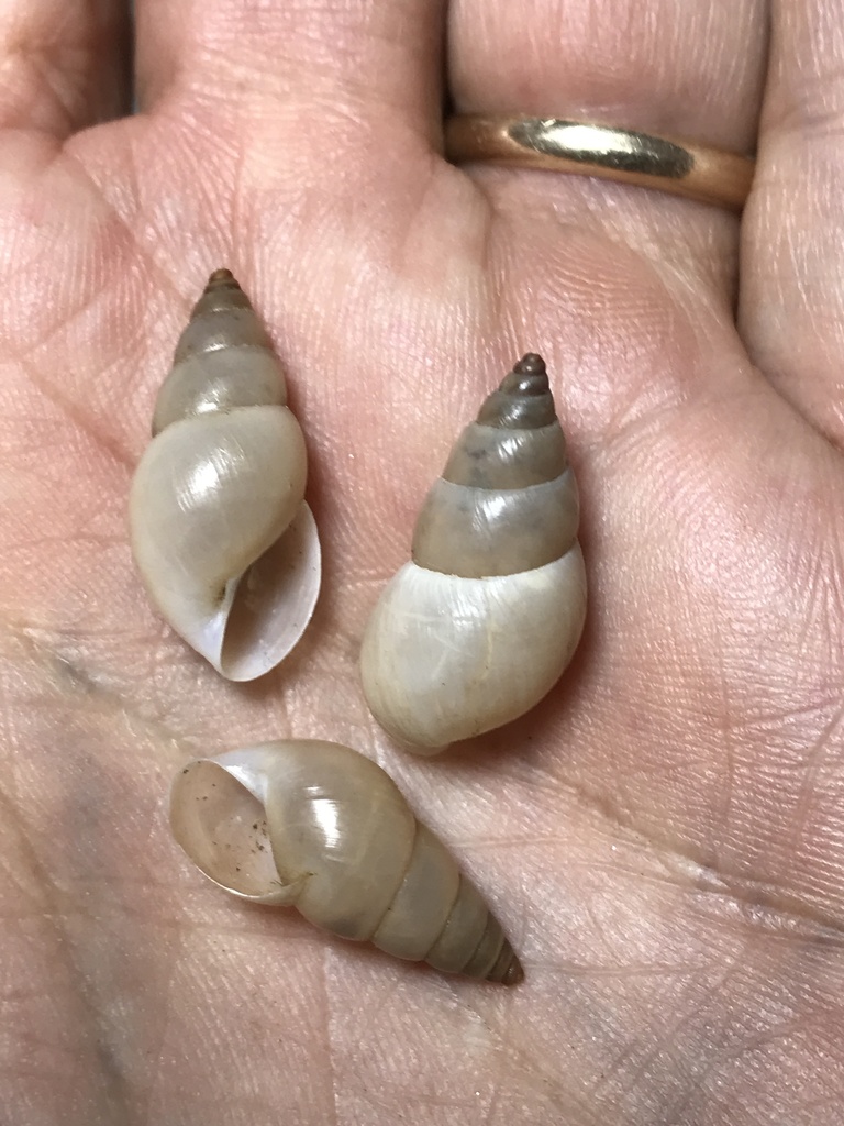 Bulimulus fraterculus
