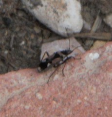 Raglius confusus