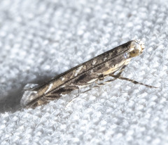 Neurobathra strigifinitella