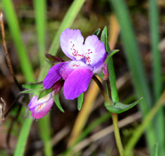 Collinsia sparsiflora var. arvensis