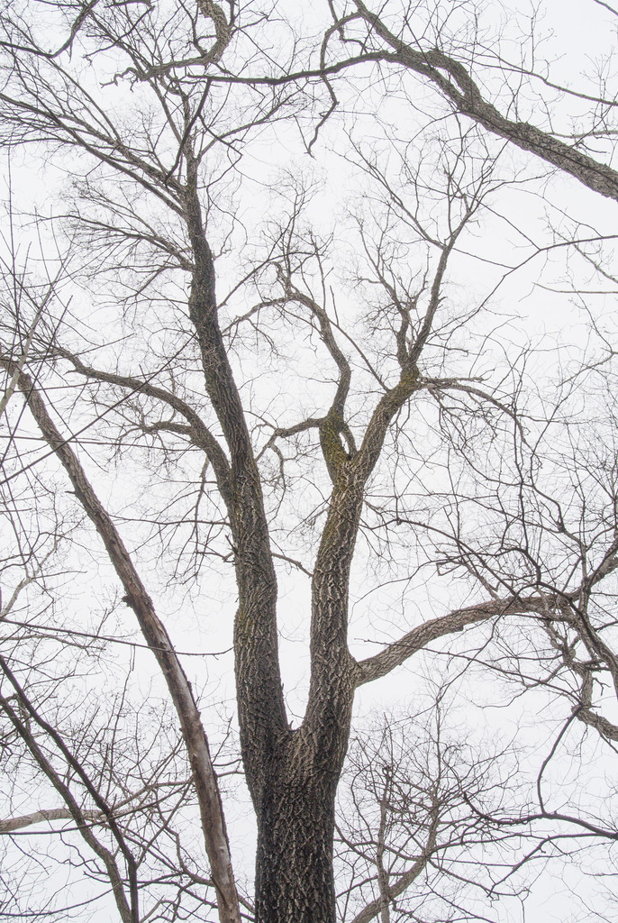 Siberian elm from Chautauqua County, NY, USA on April 14, 2018 at 11:21 ...