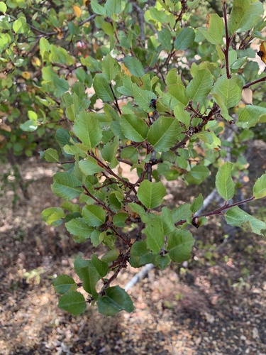 iNaturalist observation photo of Buckthorns