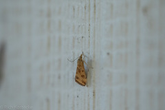 Pyrausta subsequalis