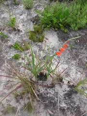 Gladiolus densiflorus