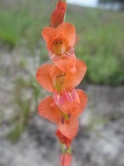 Gladiolus densiflorus