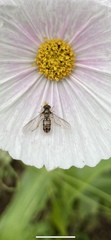Episyrphus balteatus