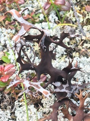 Masonhalea richardsonii