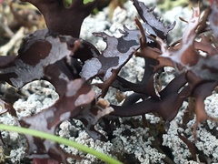 Masonhalea richardsonii