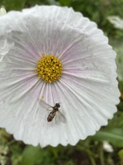 Episyrphus balteatus