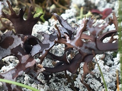 Masonhalea richardsonii