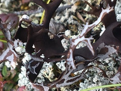 Masonhalea richardsonii