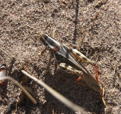 Melanoplus foedus