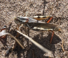 Melanoplus foedus