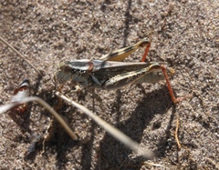 Melanoplus foedus