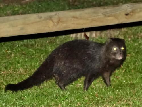 Marsh Mongoose