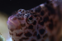 Cirrhitichthys falco