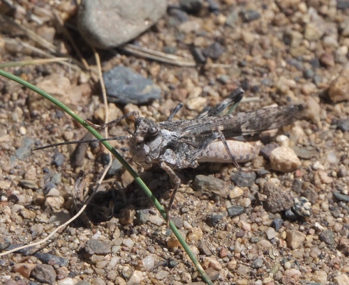 Platte Range Grasshopper photo 3