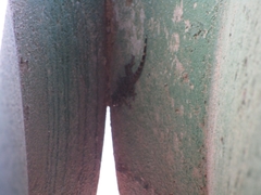 Tarentola mauritanica mauritanica