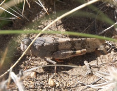 Trimerotropis latifasciata