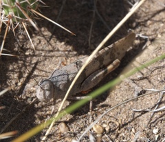 Trimerotropis latifasciata