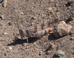 Trimerotropis latifasciata