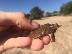 Apalone mutica mutica