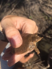 Apalone mutica mutica