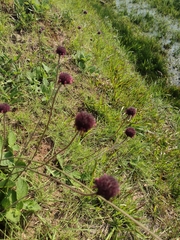 Hyptis comaroides