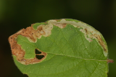 Aulagromyza cornigera