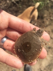 Apalone mutica mutica