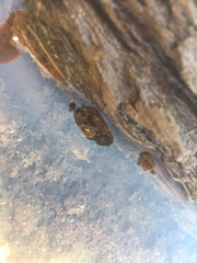 Apalone mutica mutica