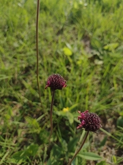 Hyptis comaroides