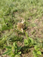 Hyptis comaroides