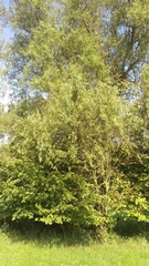 Salix babylonica tortuosa