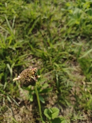 Hyptis comaroides