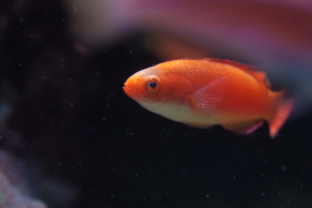 Deepwater fairy wrasse (Cirrhilabrus bathyphilus) — Labridae