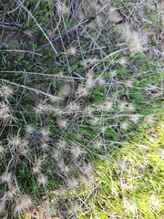 Hordeum geniculatum