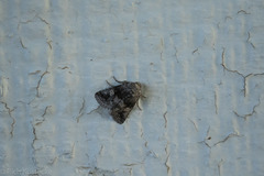 Copanarta aurea