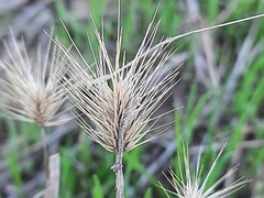 Hordeum geniculatum